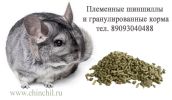 Шиншиллы в рассрочку, предлагаем бизнес на разведении шиншилл фотография